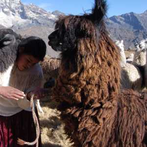 preparing-the-lamas-for-trekking-cordillera-real-bolivia