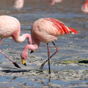 flamingos-laguna-colorada-bolivia