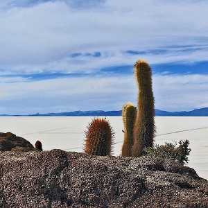 isla-del-pescado-inca-huasi-salar-de-uyuni-bolivia