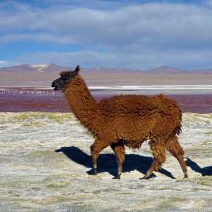 lama-laguna-colorada-bolivia