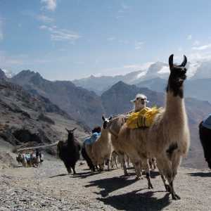 lama-trekking-cordillera-real-bolivia
