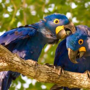 hyacinth-aras-pantanal-brazil