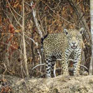 jaguar-north-pantanal-brazil