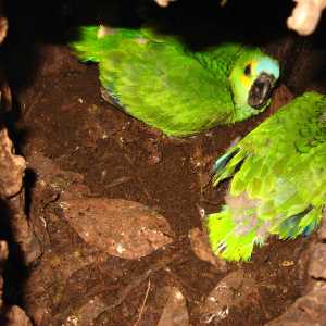 nest-young-macaws-pantanal