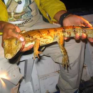 young-caiman-educational-tour-amazon