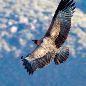 andes-condor