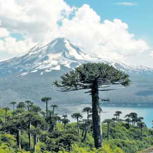 araucaria-araucana-parque-nacional-conguillio-por-lautaroj-chile