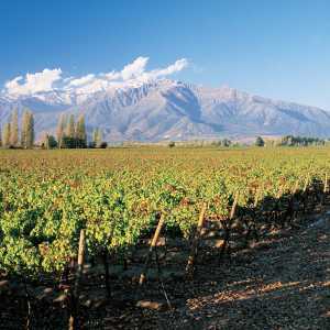 vinedo-puente-alto-chile
