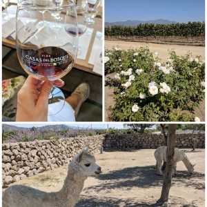 wine-tasting-in-chile