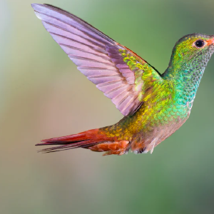 rufous-tailed-hummingbird