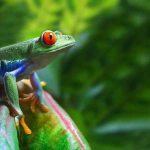 rana-en-costa-rica