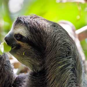 sloth-bradypus-variegatus-costa-rica