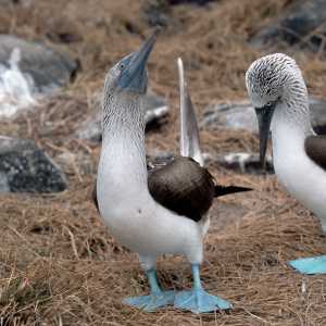 blue-footed-booby-galapagos-ecuador