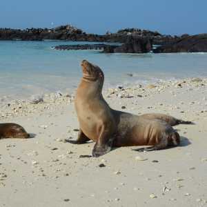 galapagos-inseln-ecuador-13918667084