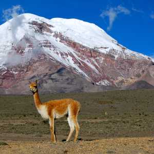 vicuna-chimborazo-volcano-ecuador