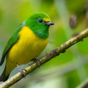 Blue-naped Chlorophonia - El Dorado