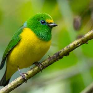 Blue-naped Chlorophonia - El Dorado