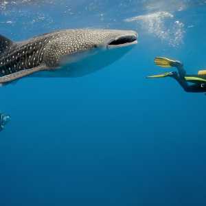 diving-snorkeling-with-whalesharks-coiba-national-park-panama