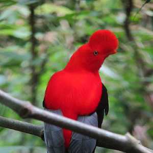 rupicola-peruvianus-gallito-de-roca-andino-andean-cock-of-the-rock-male-2