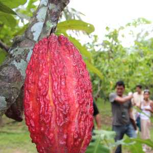 ruta-turistica-del-cacao-de-alto-el-sol