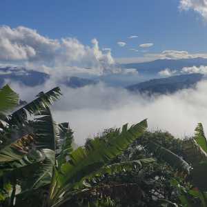 boutique-coffee-growing-between-the-clouds-nubes-madre-solar-santa-cruz-de-mora-merida