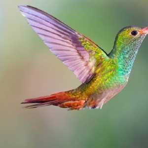 rufous-tailed-hummingbird